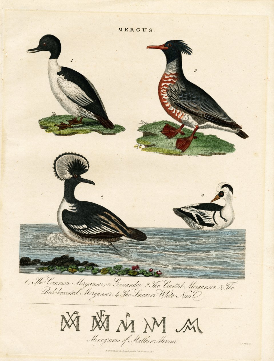 Merganser (Mergus) da John Pass