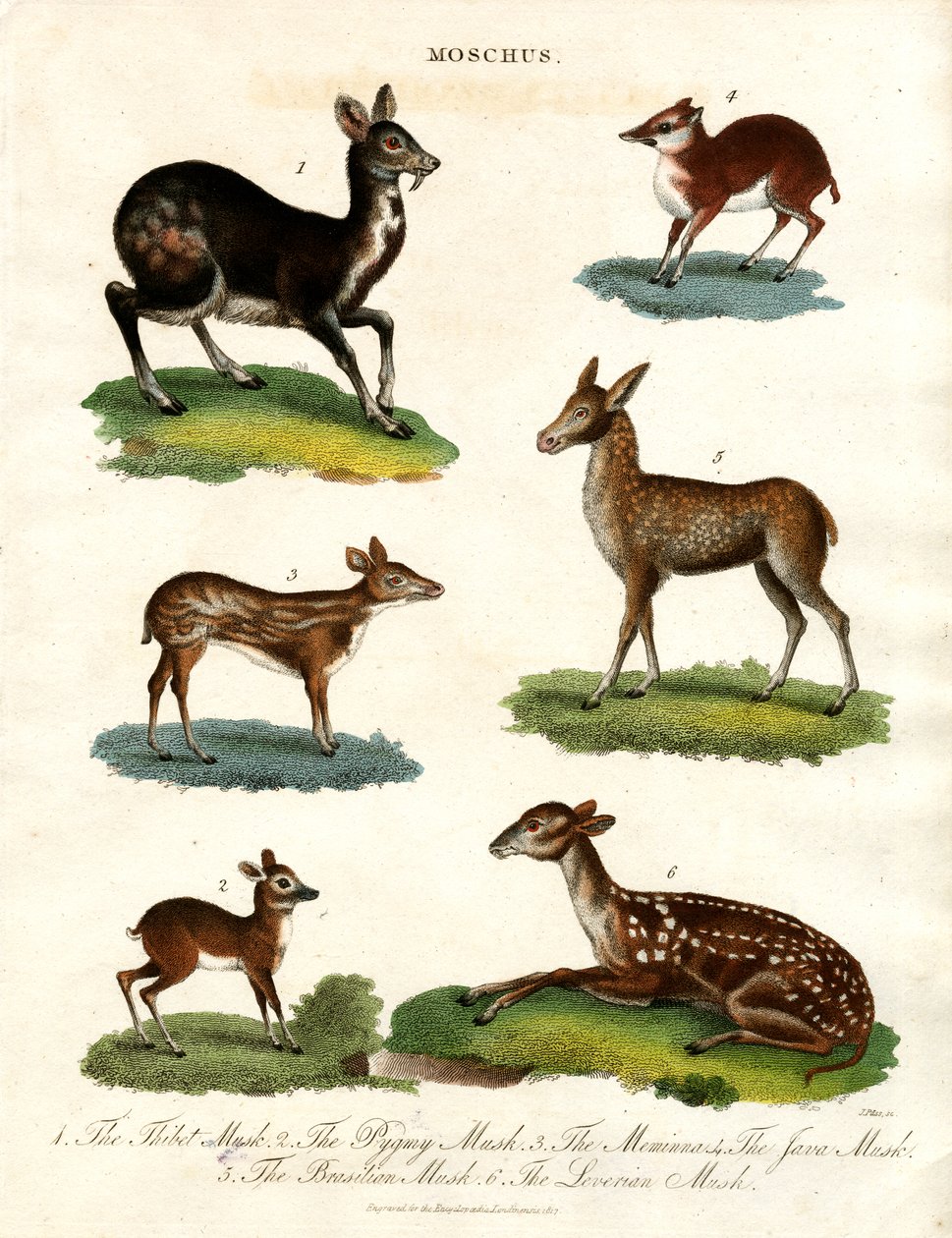 Moschus: Varie specie di cervo muschiato da John Pass