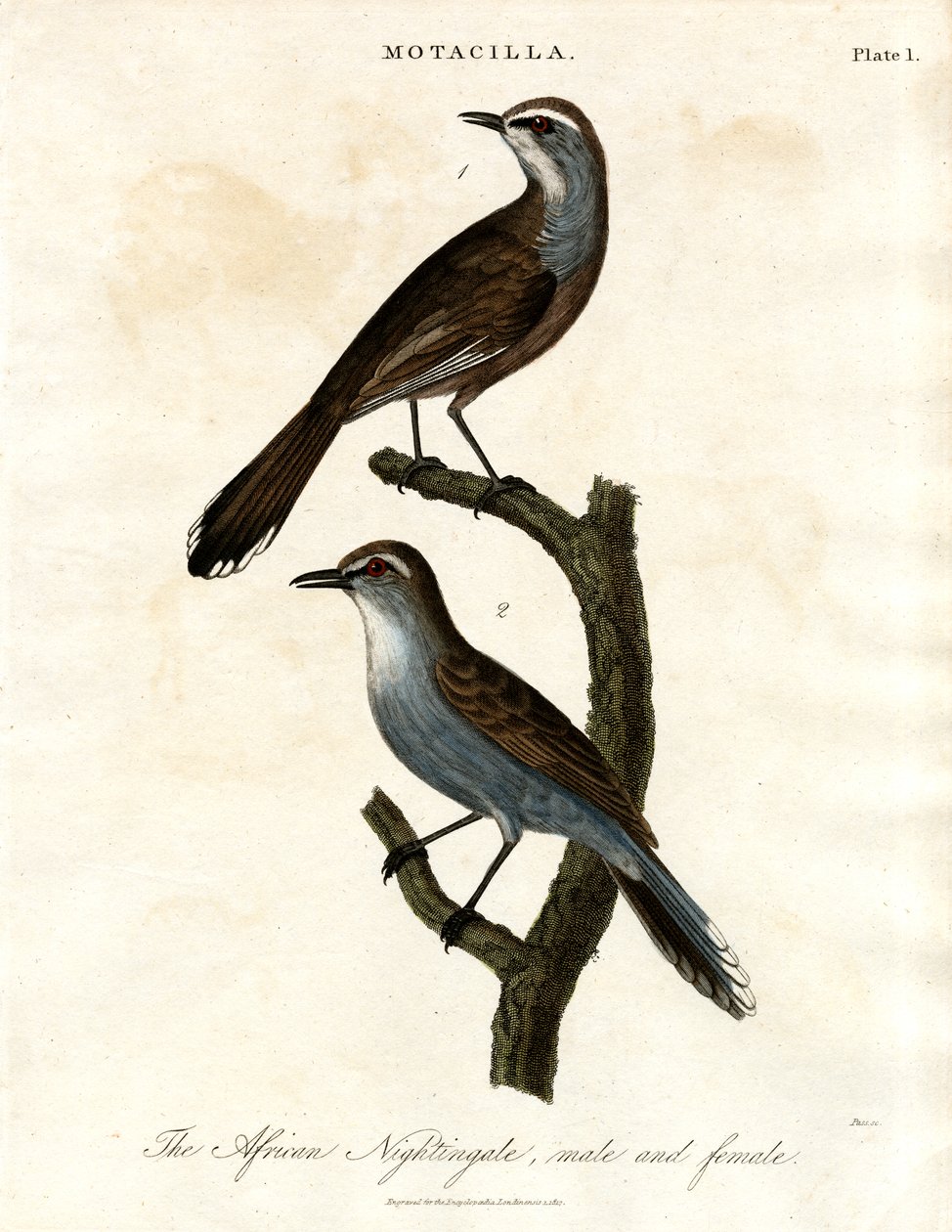 Motacilla - Usignolo africano da John Pass