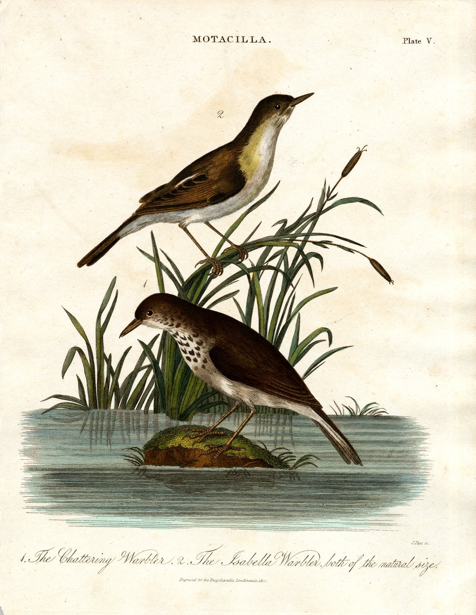 Motacilla: Fringuello chiacchierino e Fringuello isabellino da John Pass