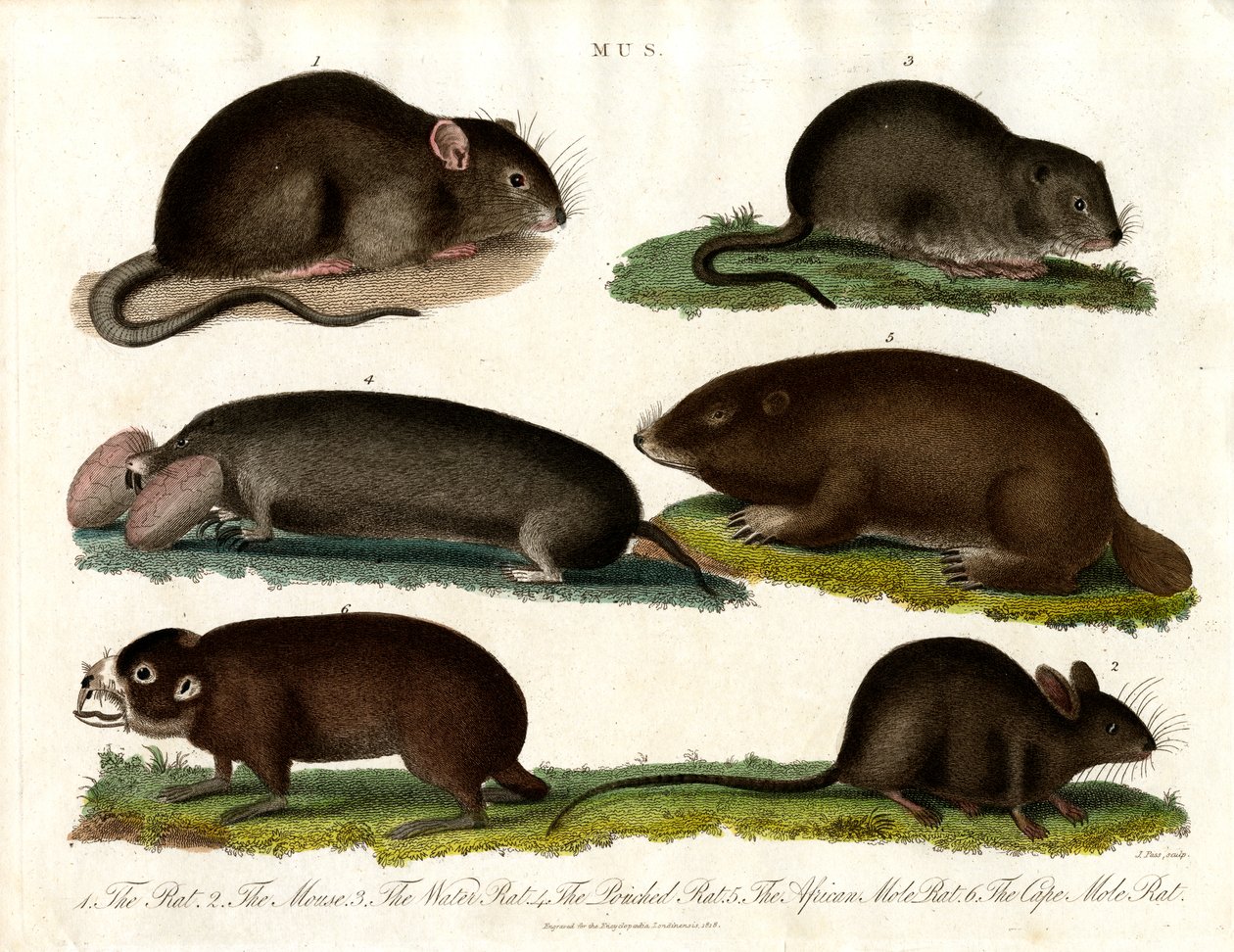 Mus: Illustrazione di vari roditori del genere Mus da John Pass