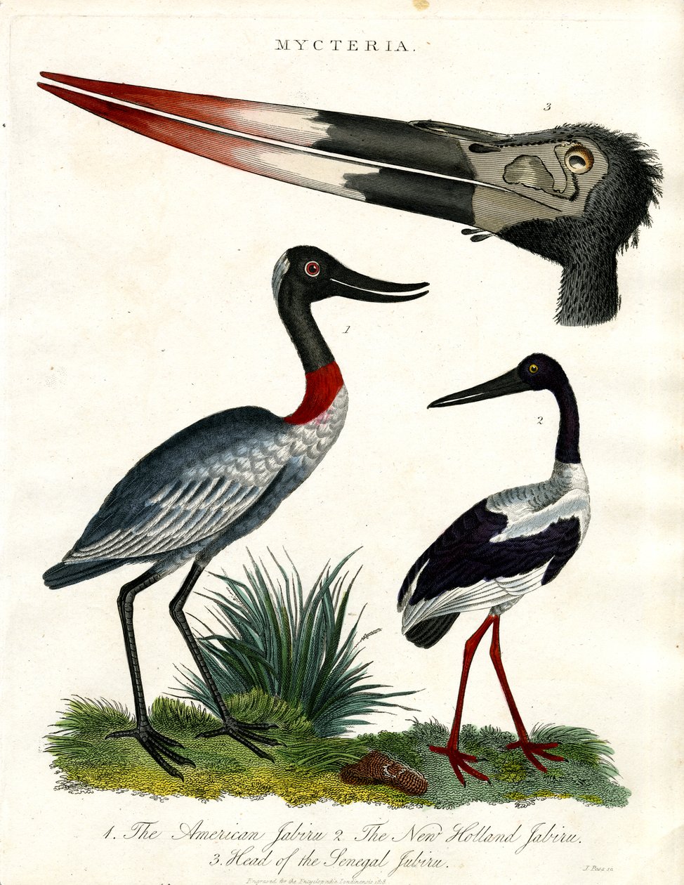 Specie di Mycteria: Americano; New Holland e Senegal Jabiru da John Pass