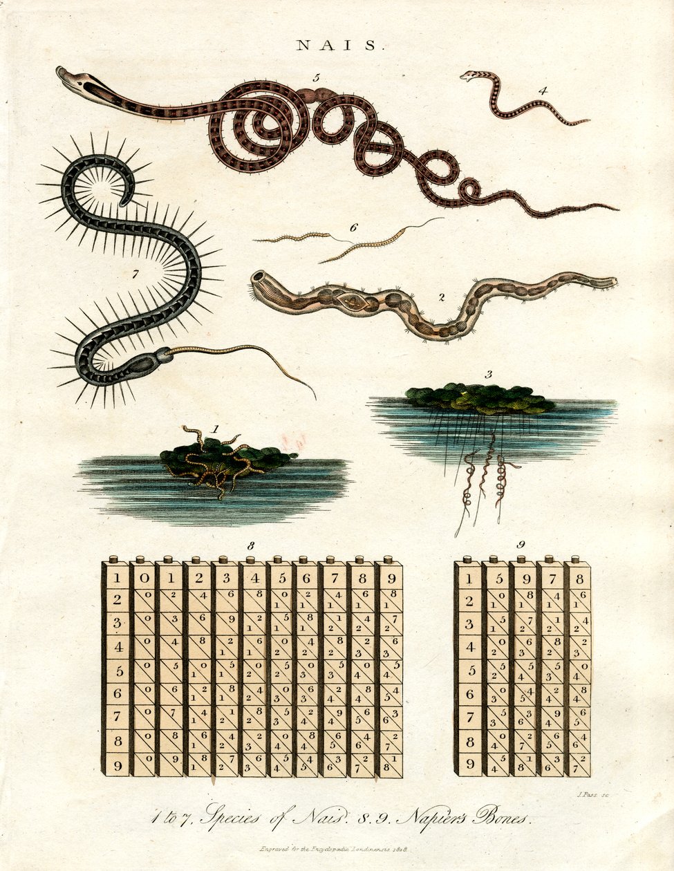 Nais - Organismi acquatici e aste di Napier da John Pass