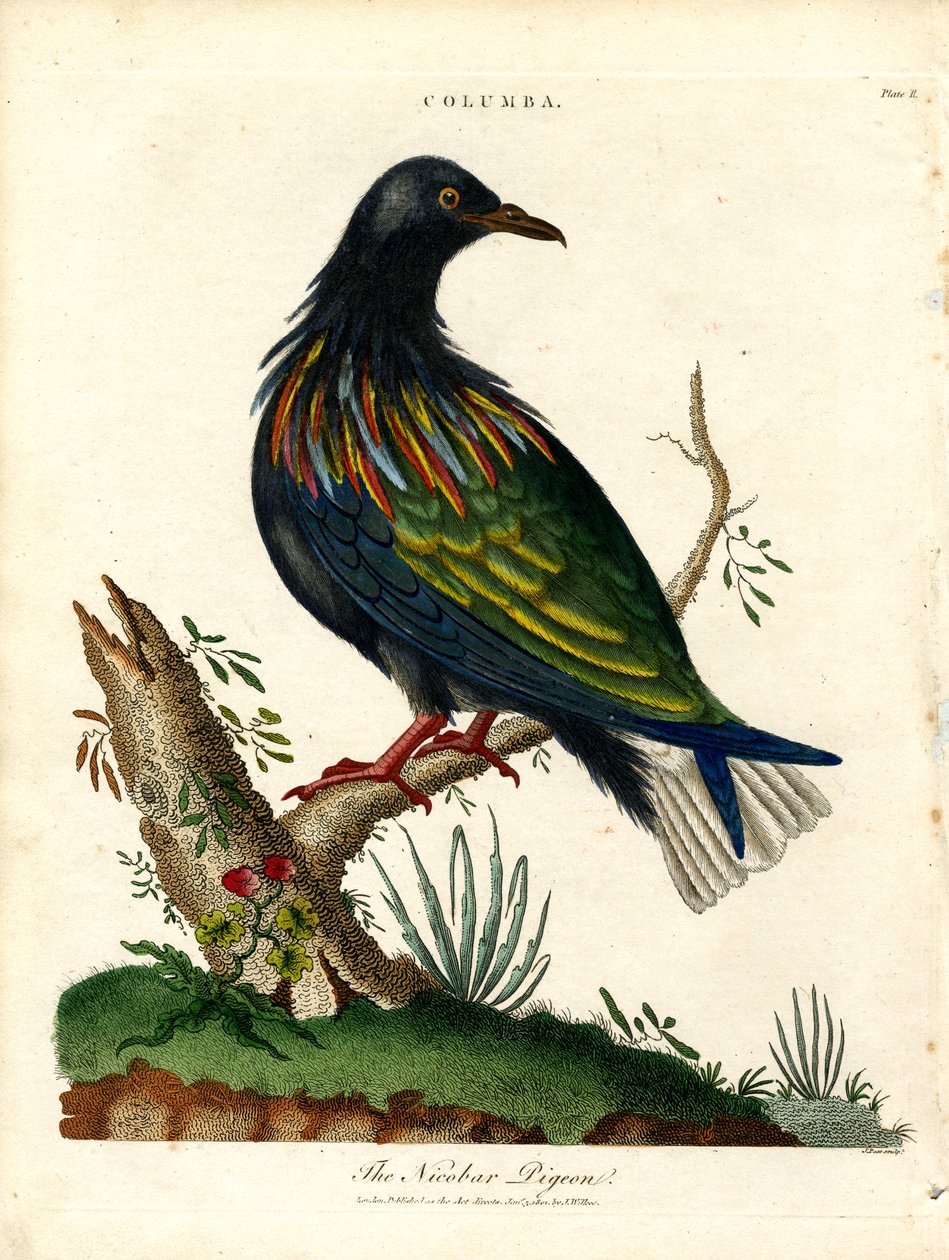 Piccione delle Nicobare (Columba) da John Pass