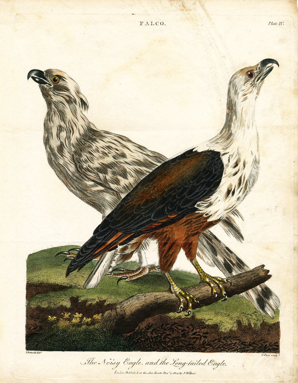 Aquila chiassosa e Aquila codalunga da John Pass