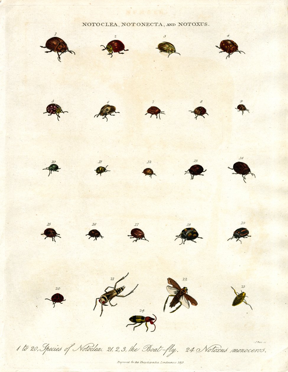 coleotteri Notoclea; Notonecta e Notoxus da John Pass