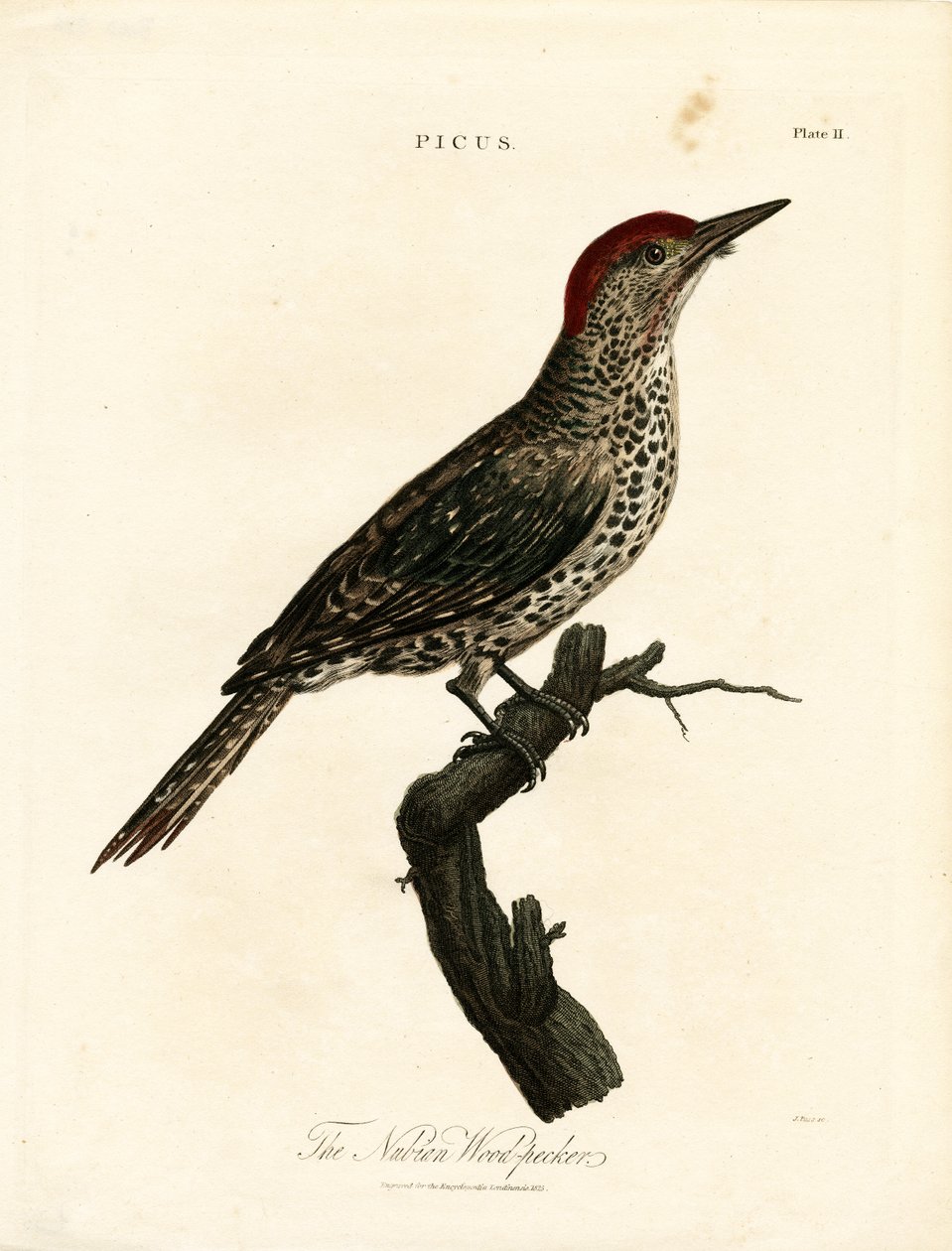 Picchio nubiano (Picus) da John Pass