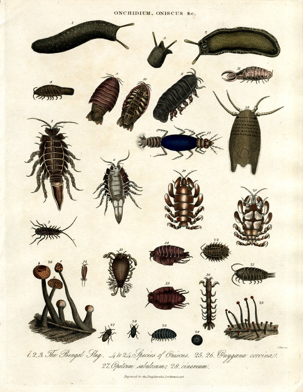 Onchidium; Oniscus e altri artropodi da John Pass