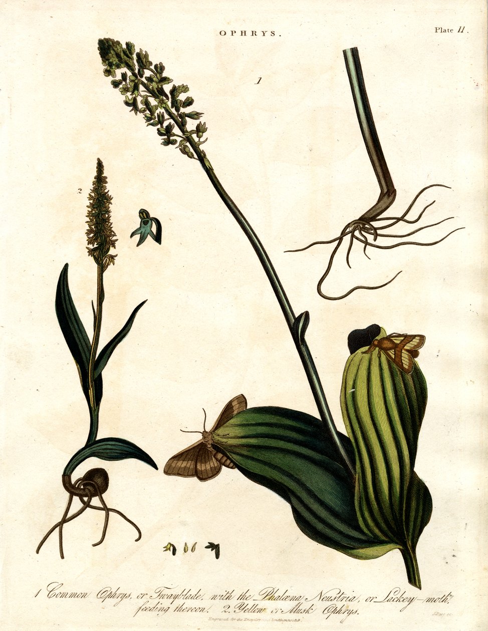 Specie di Ophrys con falena da John Pass