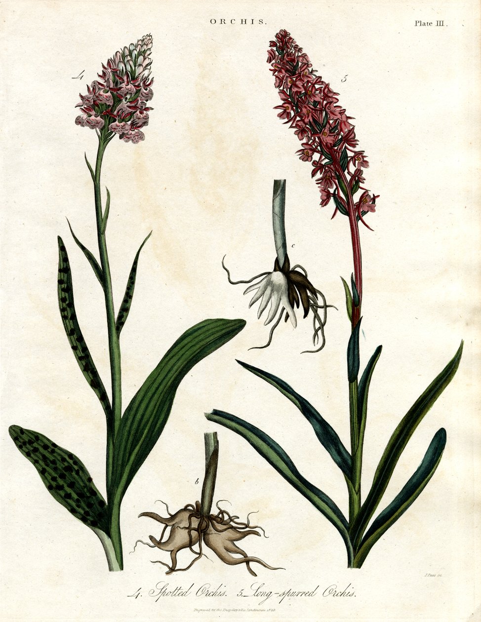 Orchidee: Orchidee a macchia e a pelo lungo da John Pass