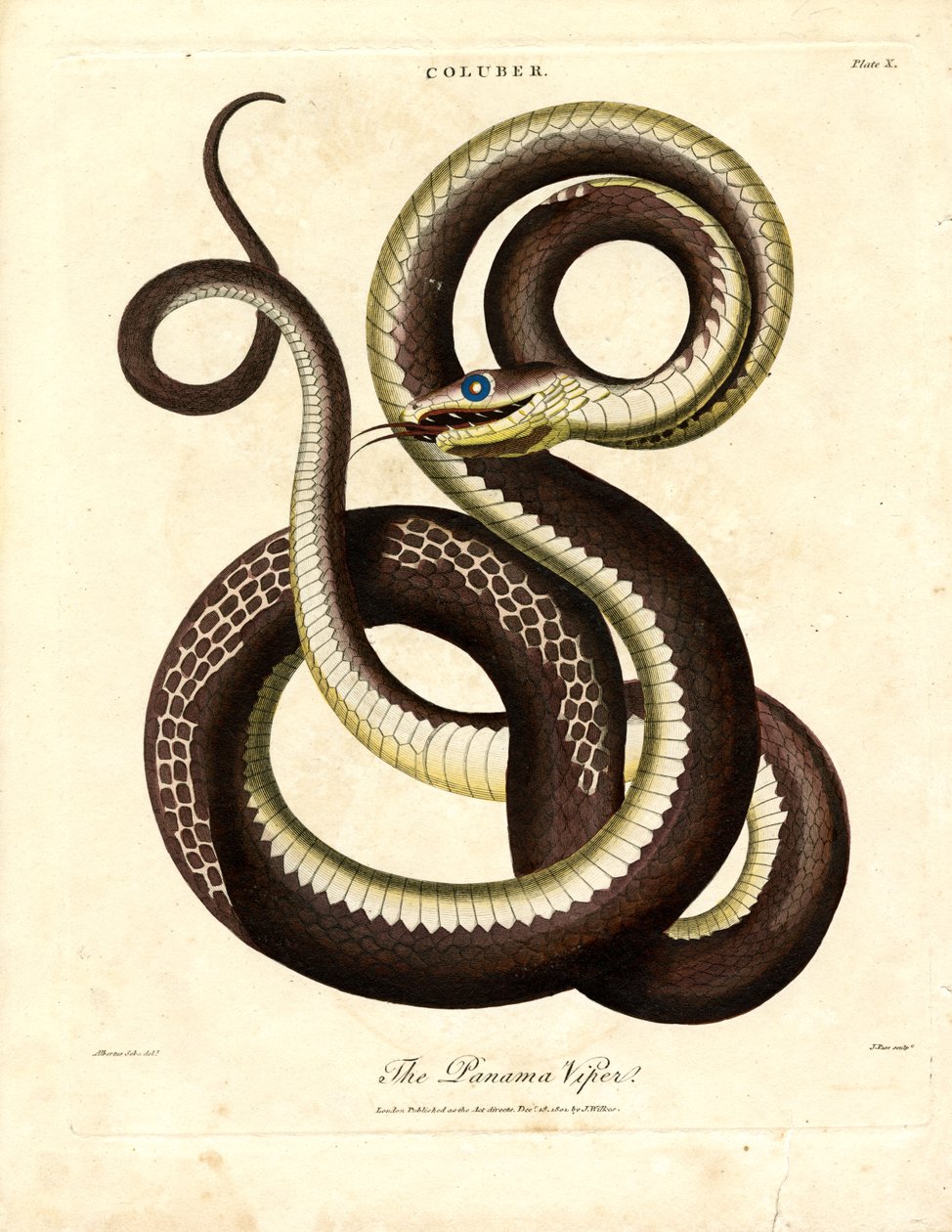 Vipera di Panama (Coluber) da John Pass