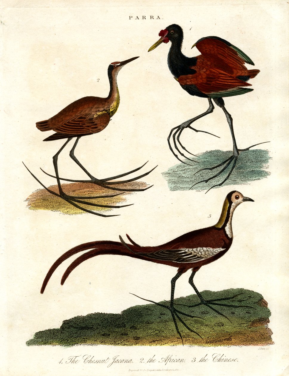 Specie Parra (Jacanas) da John Pass