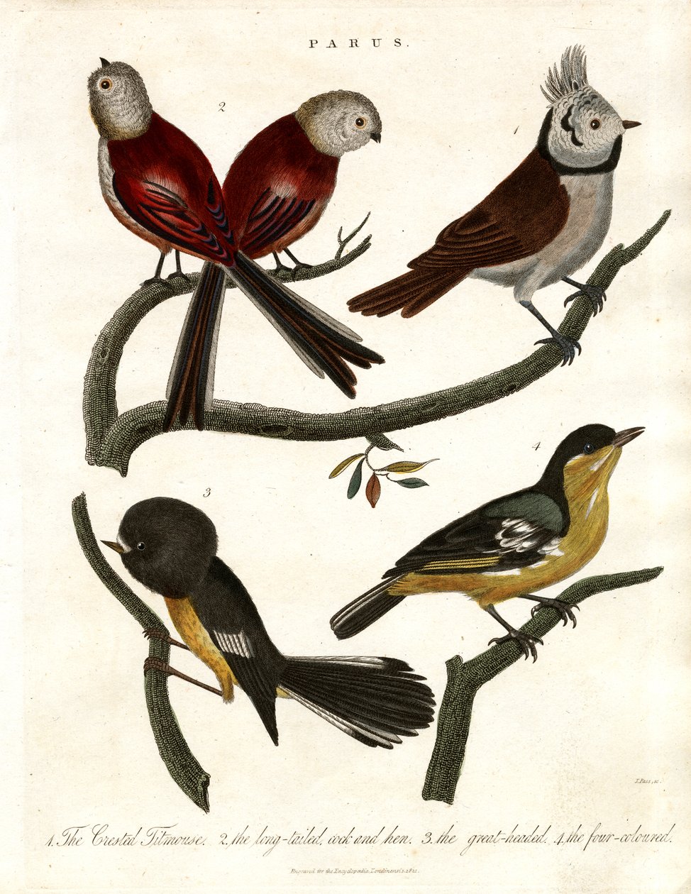 Parus: Cinciallegre e Paridi da John Pass