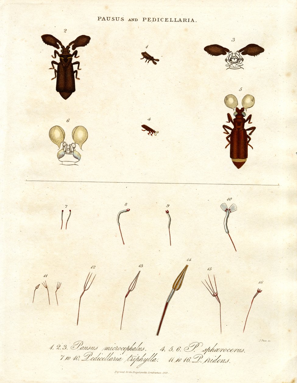 Pausus e Pedicellaria - Specie di insetti da John Pass