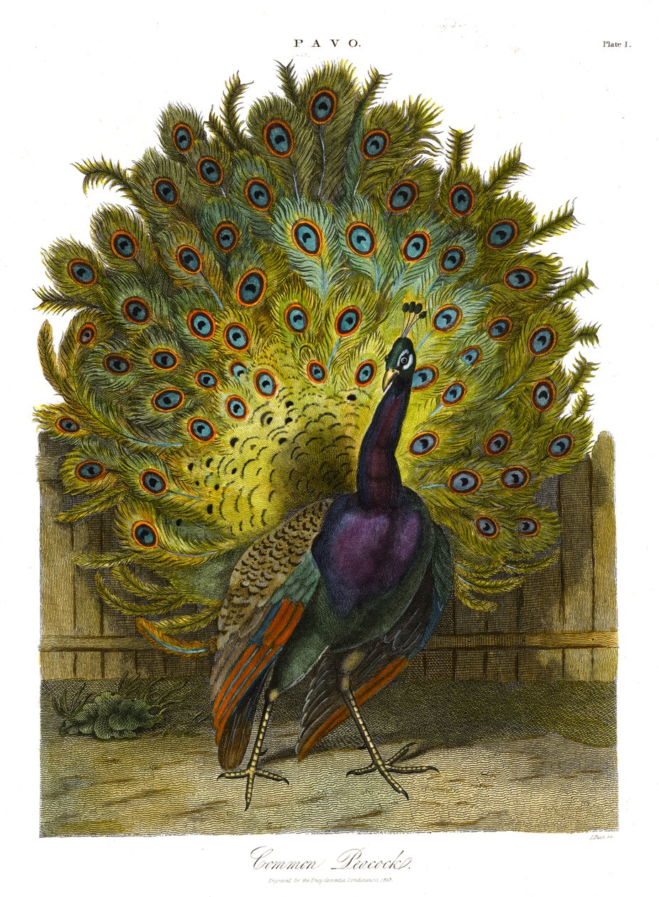 Pavo: pavone comune da John Pass