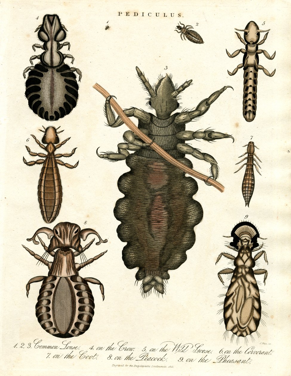 Pediculus - Varie specie di pidocchi da John Pass
