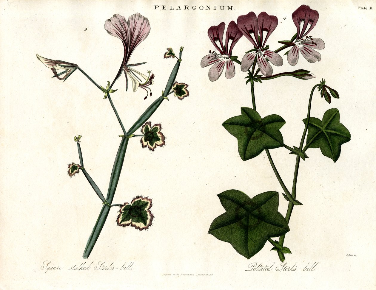 Specie di Pelargonium (becco di cicogna) da John Pass
