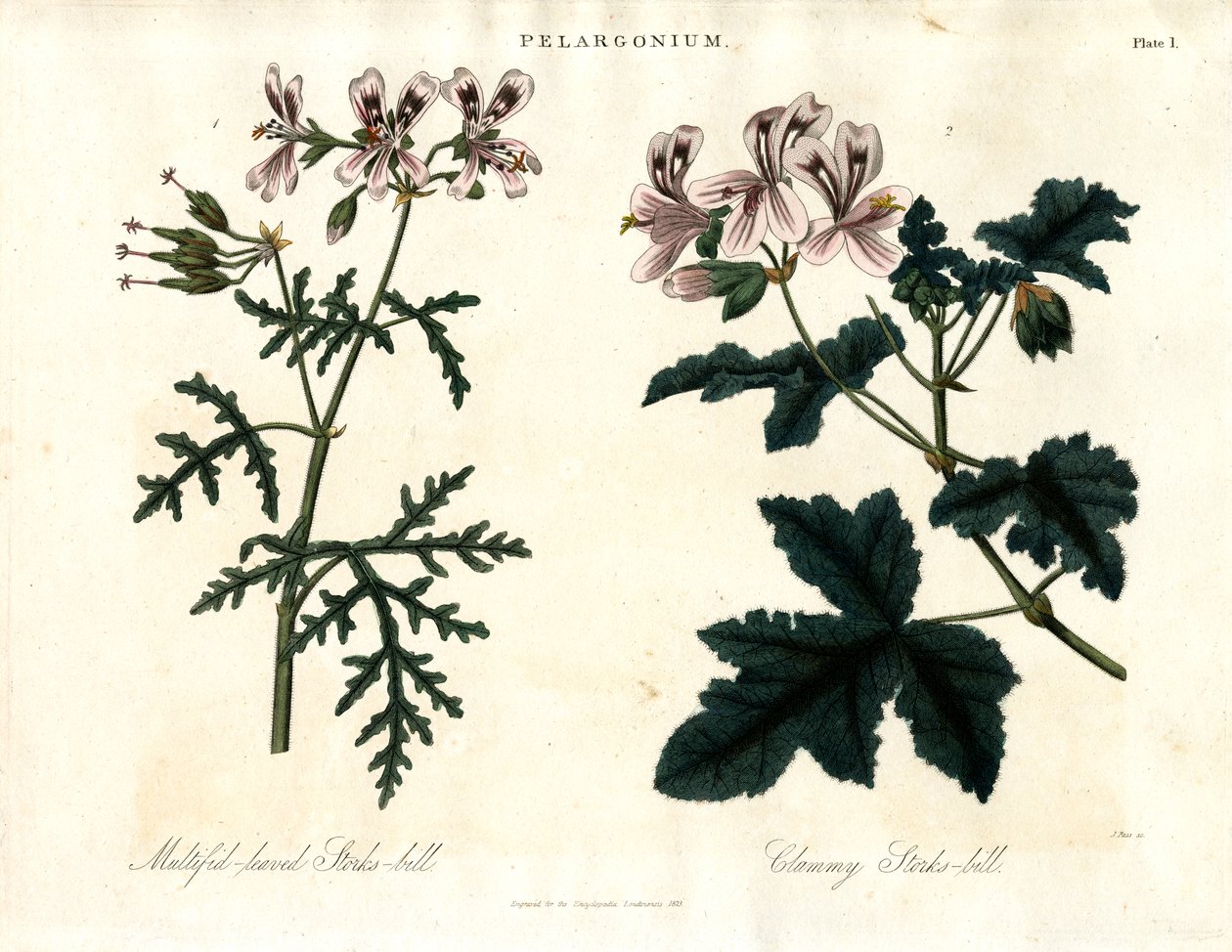 Specie di Pelargonium: Cicogna a foglie multiple e Cicogna a foglie chiuse da John Pass