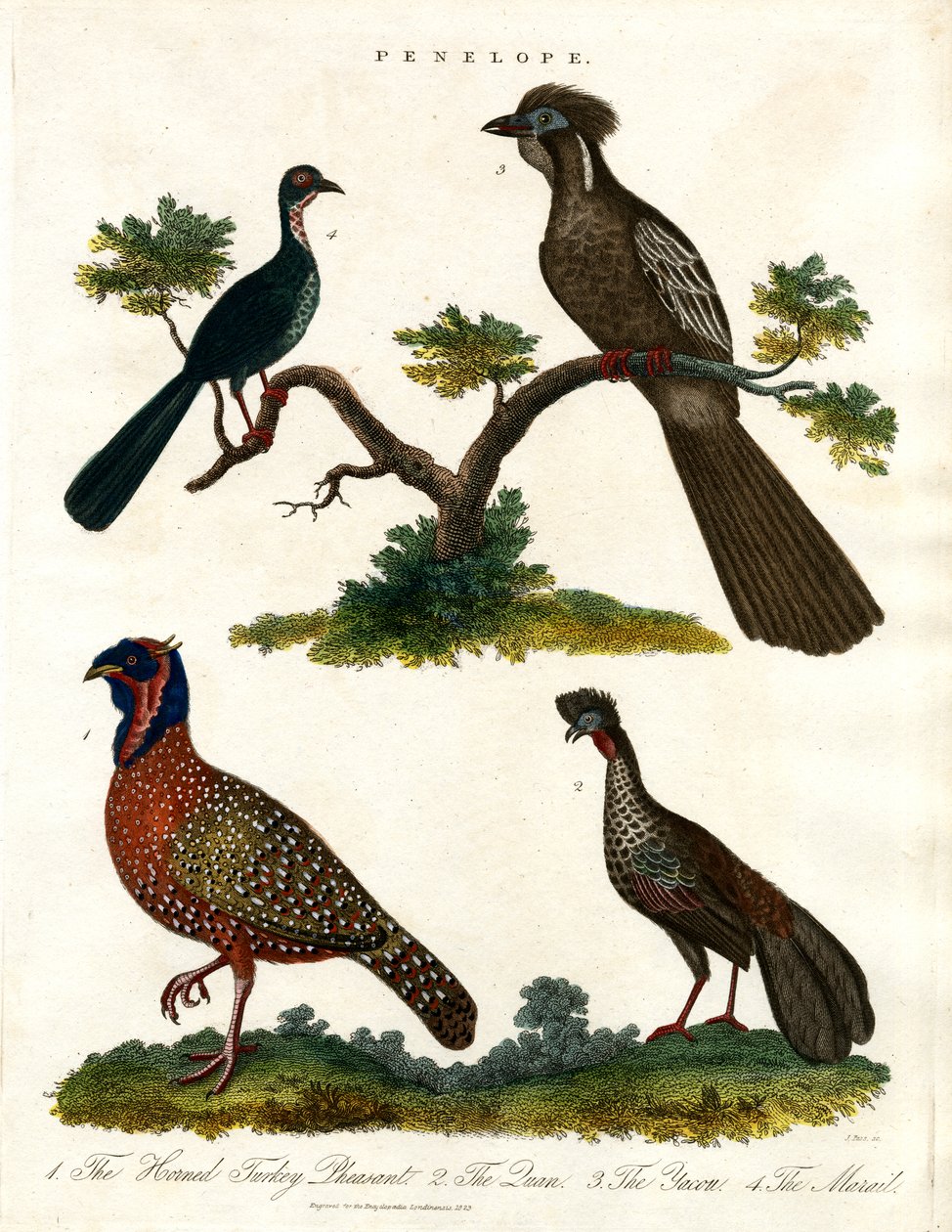 Specie Penelope (tacchini e fagiani) da John Pass