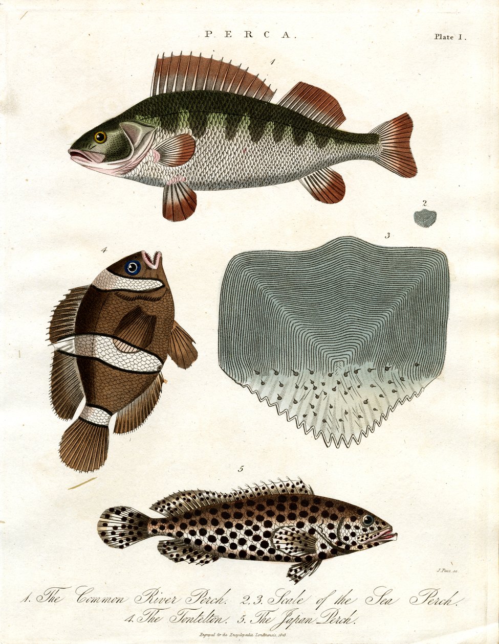 Specie di pesce persico da John Pass