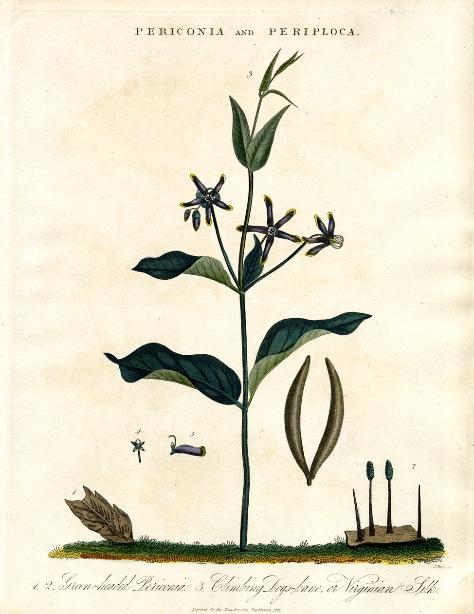 Periconia e Periploca da John Pass
