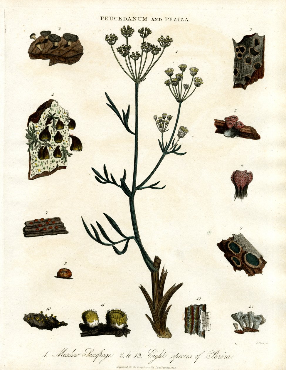 Peucedanum e Peziza da John Pass