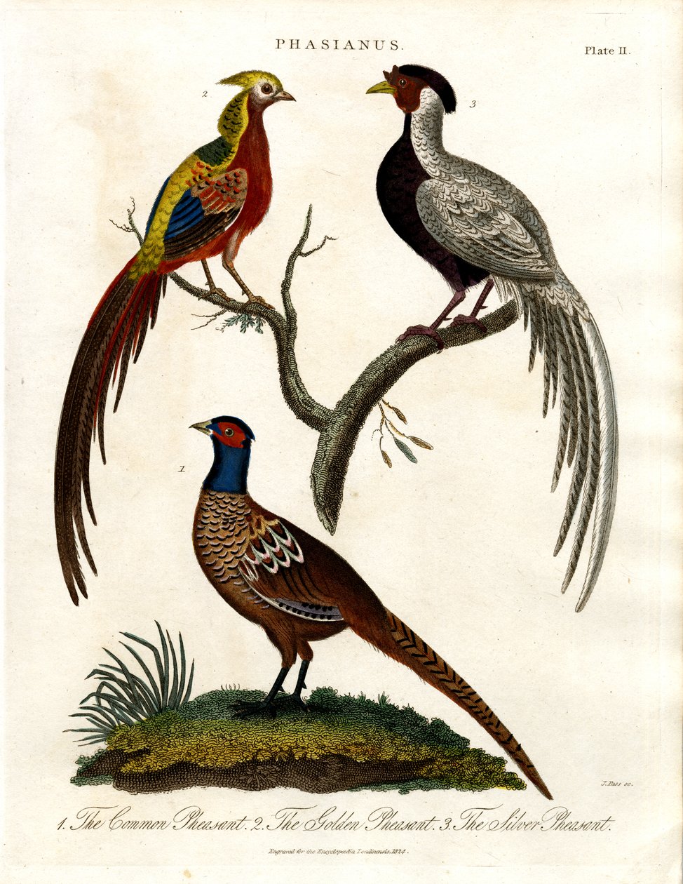 Phasianus - Specie di fagiano da John Pass