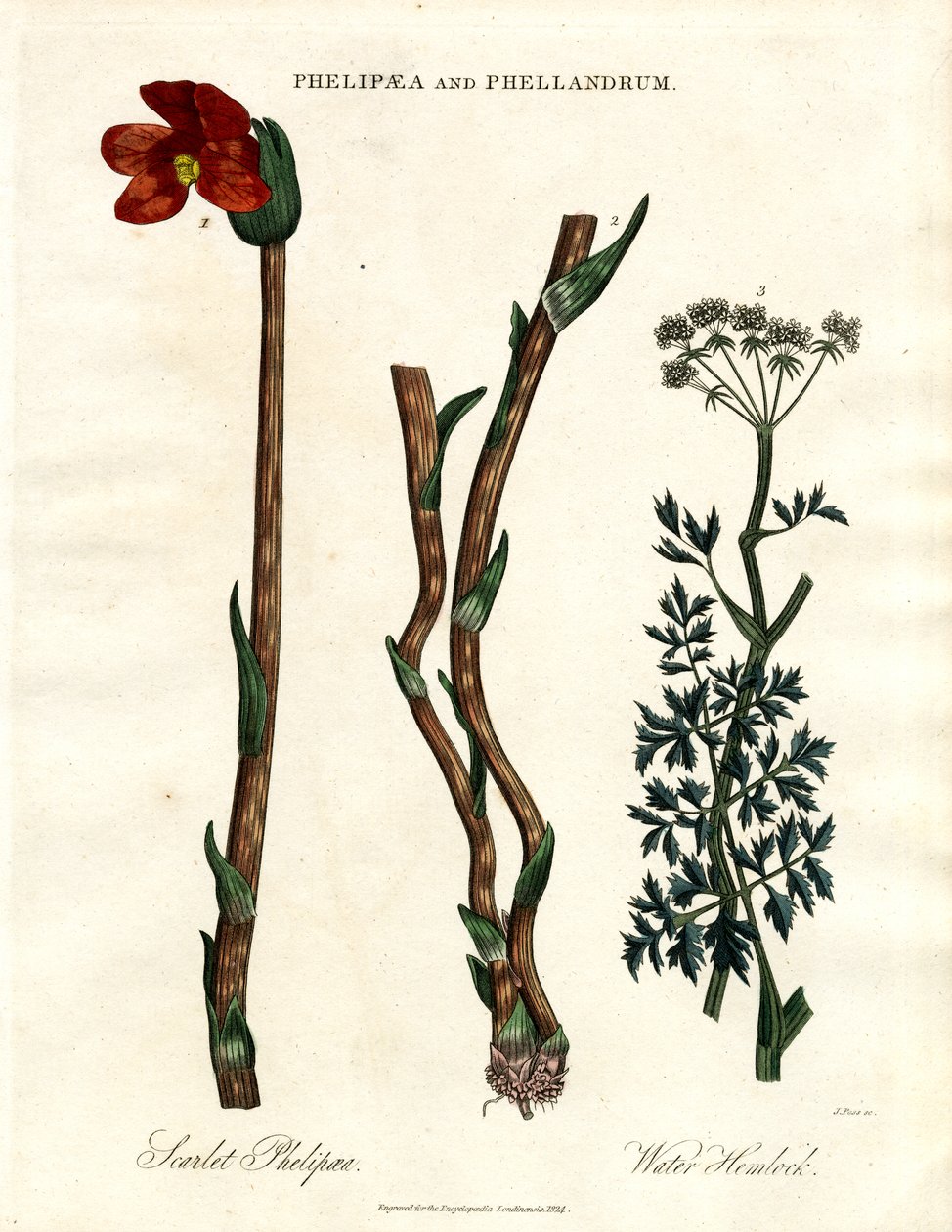 Phelipaea e Phellandrum da John Pass