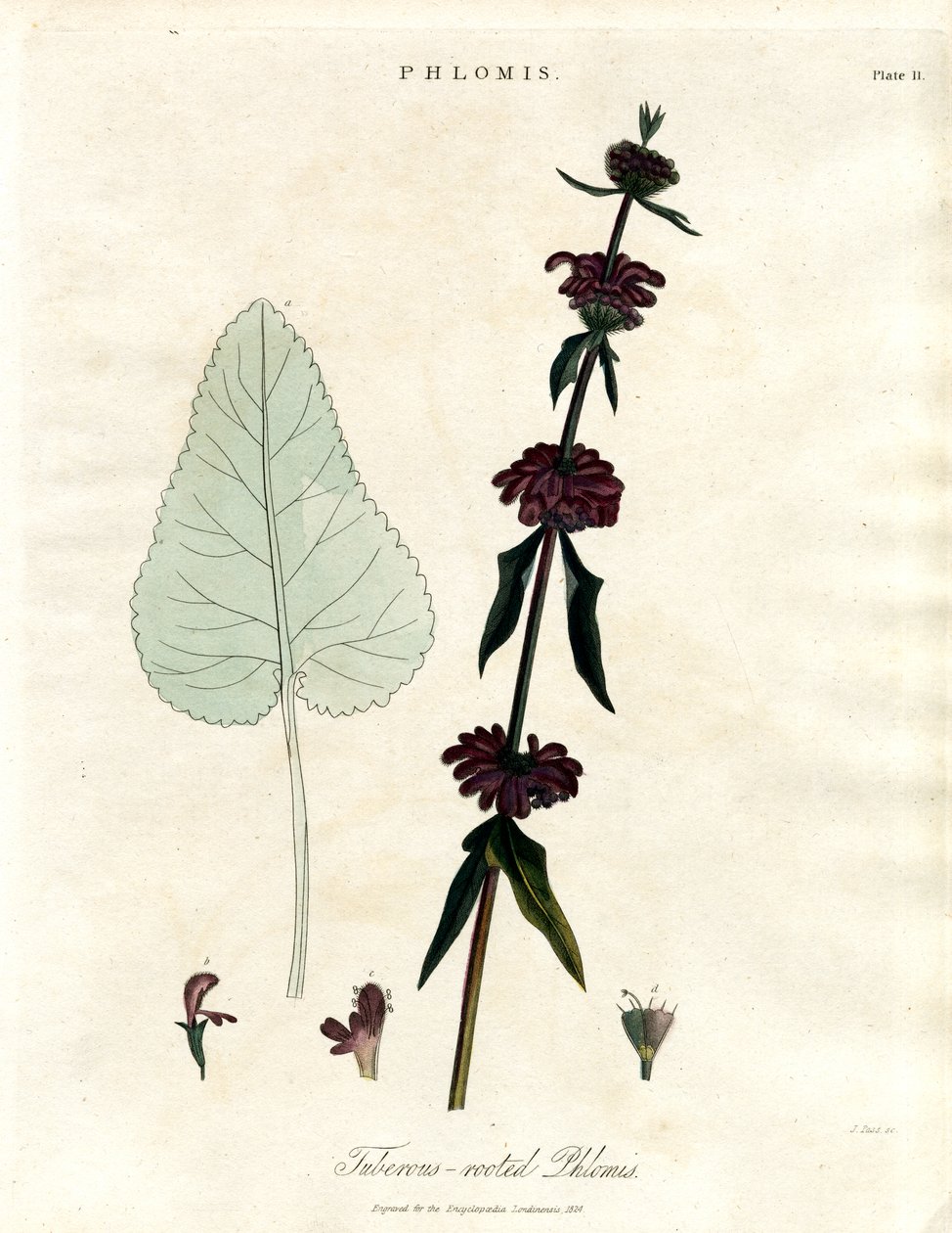Phlomis: Salvia di Gerusalemme dalle radici tuberose da John Pass
