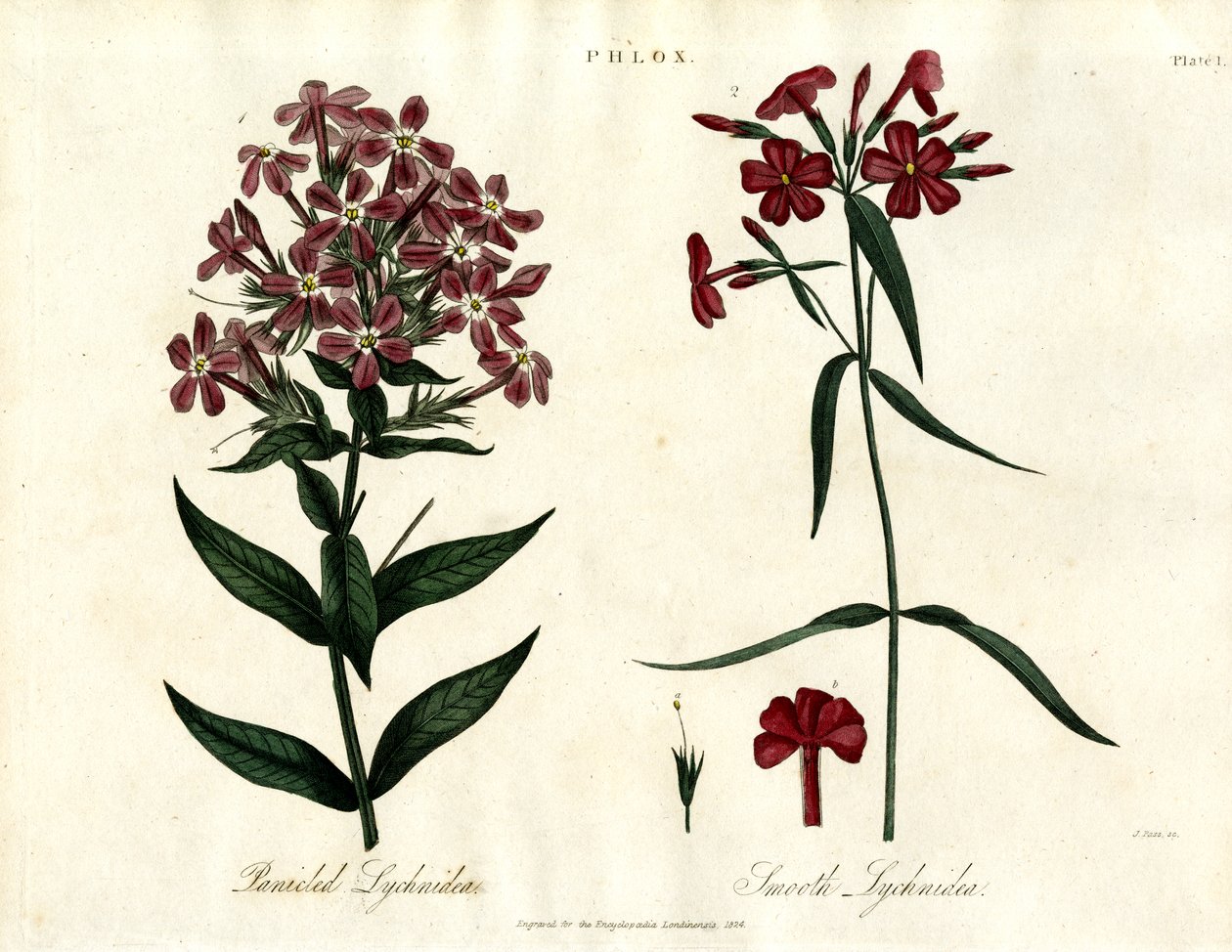 Specie di Phlox da John Pass