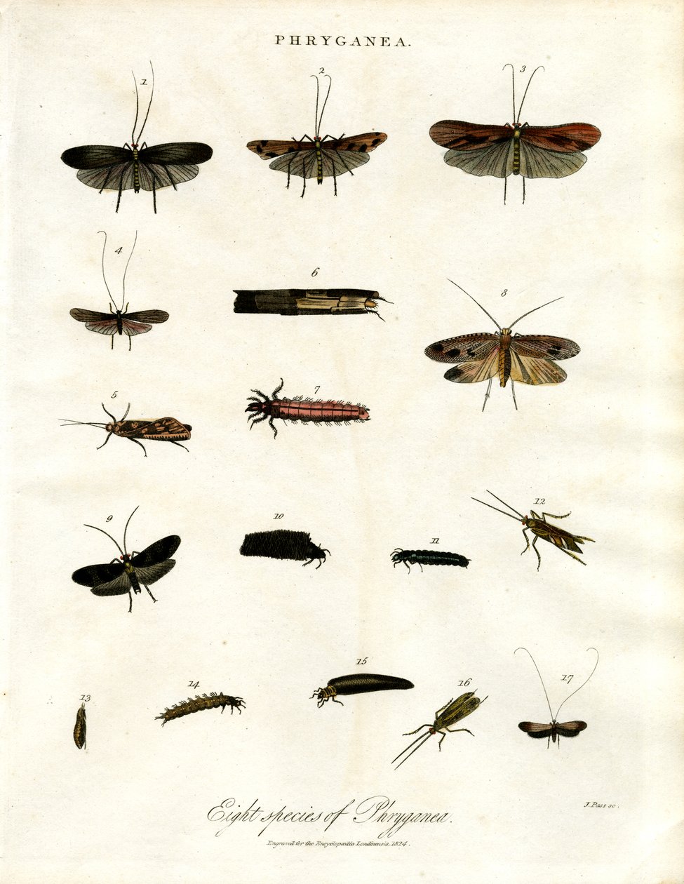 Phryganea - Caddisfidi da John Pass