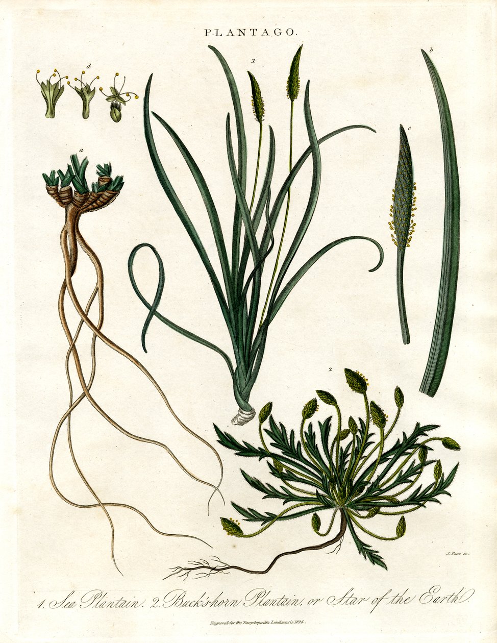 Specie di Plantago da John Pass