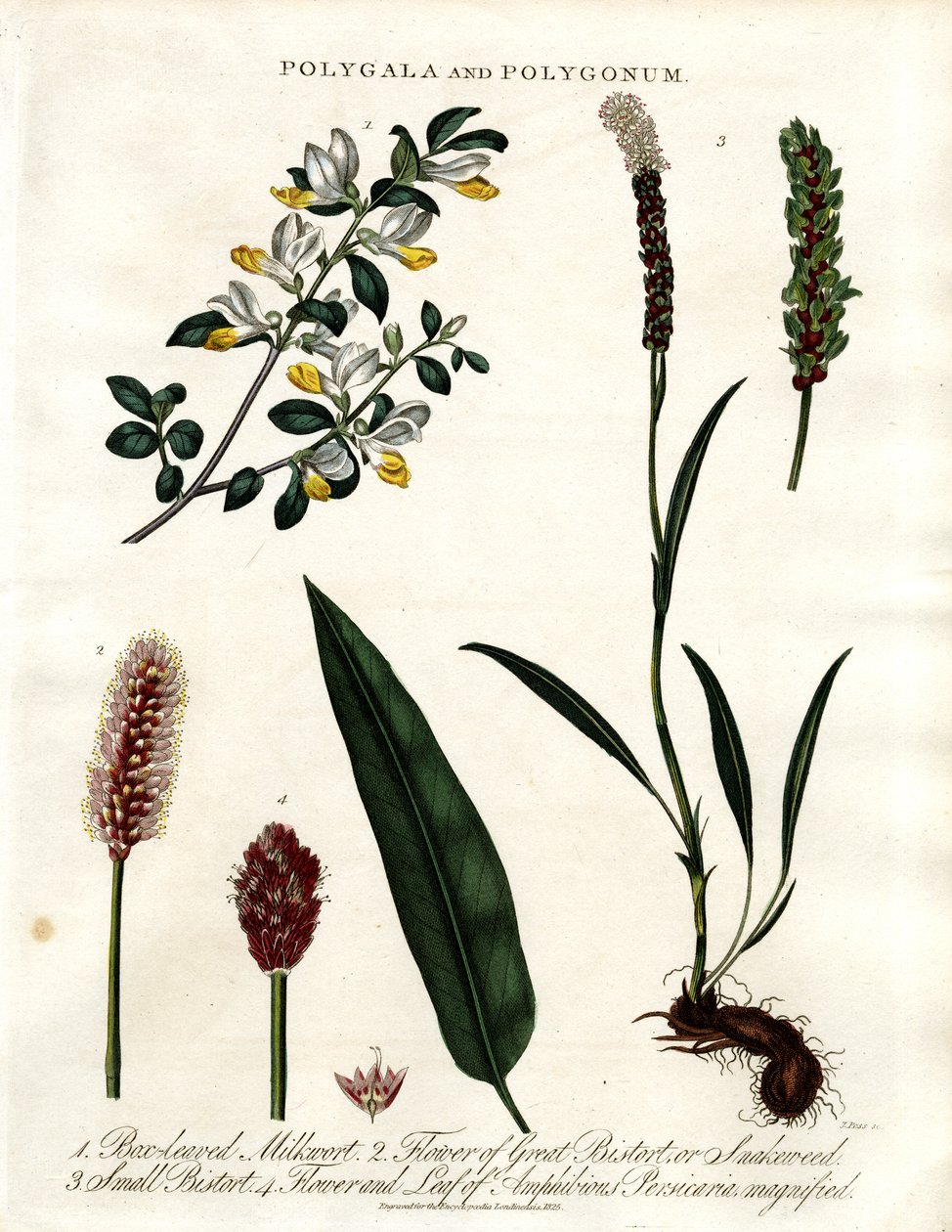 Polygala e Polygonum da John Pass