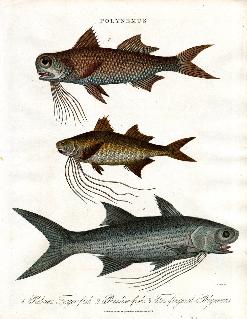 Specie di Polynemus (filetti) da John Pass