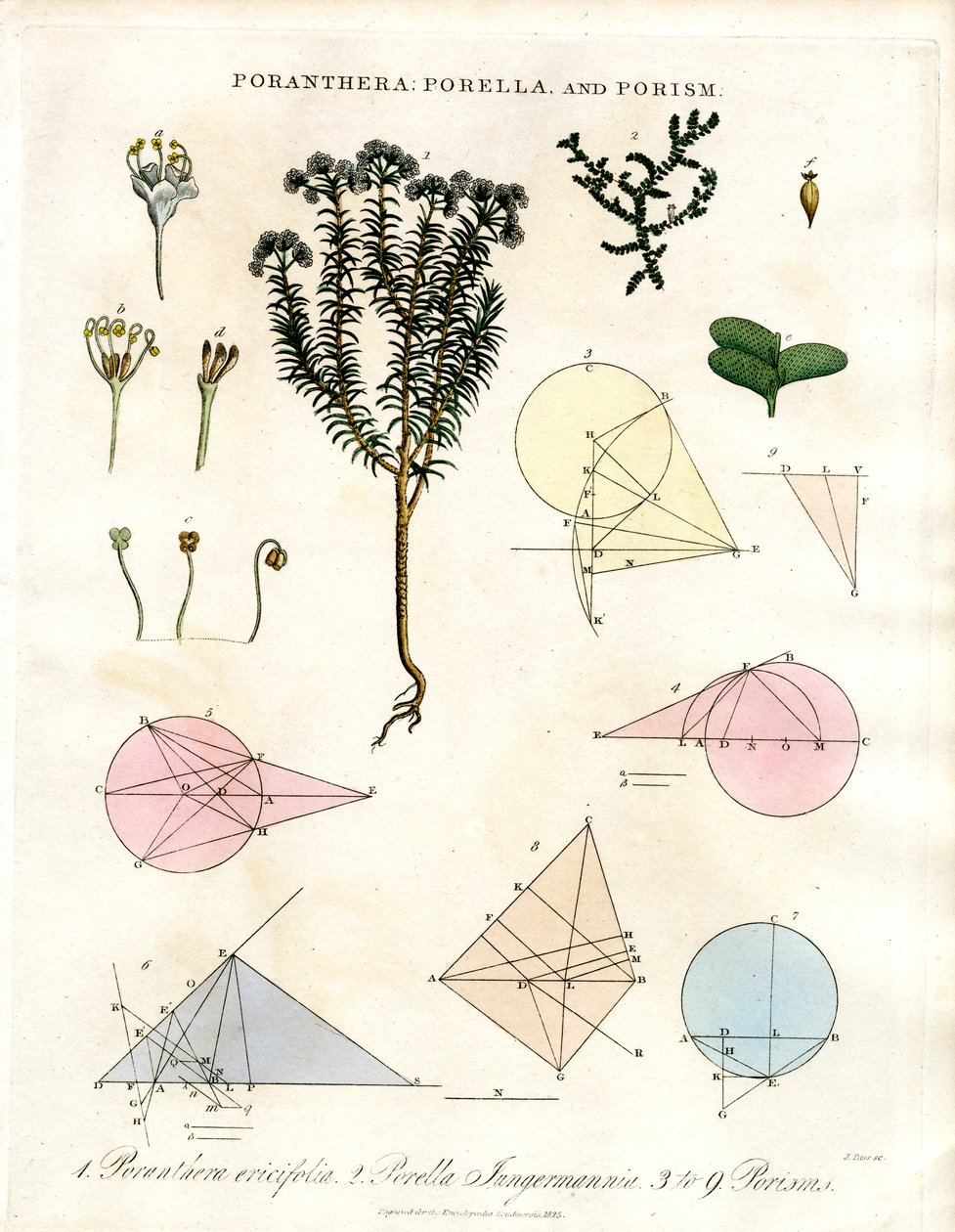 Poranthera;Porella e Porismi da John Pass