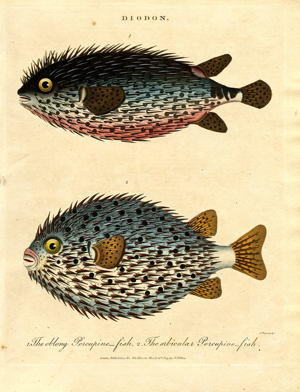 Porcupine Fish (Diodon) da John Pass