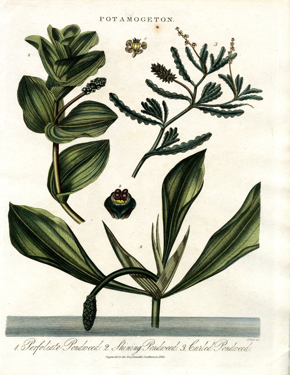 Potamogeton (specie di alghe) da John Pass
