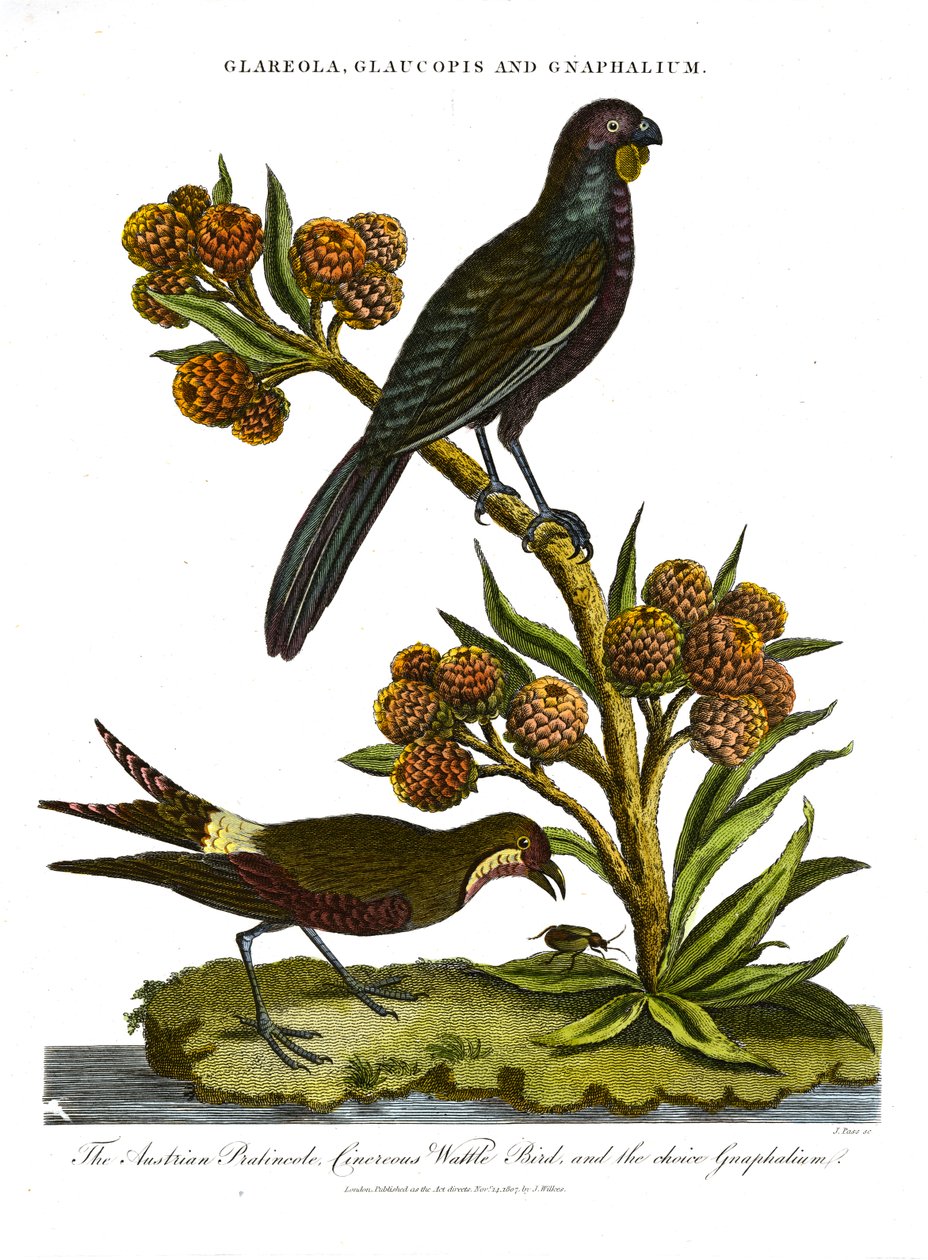 Pratincole; Glaucopis e Gnaphalium: Pratincolo austriaco; Uccello di palude cinerino e Gnaphalium di scelta da John Pass