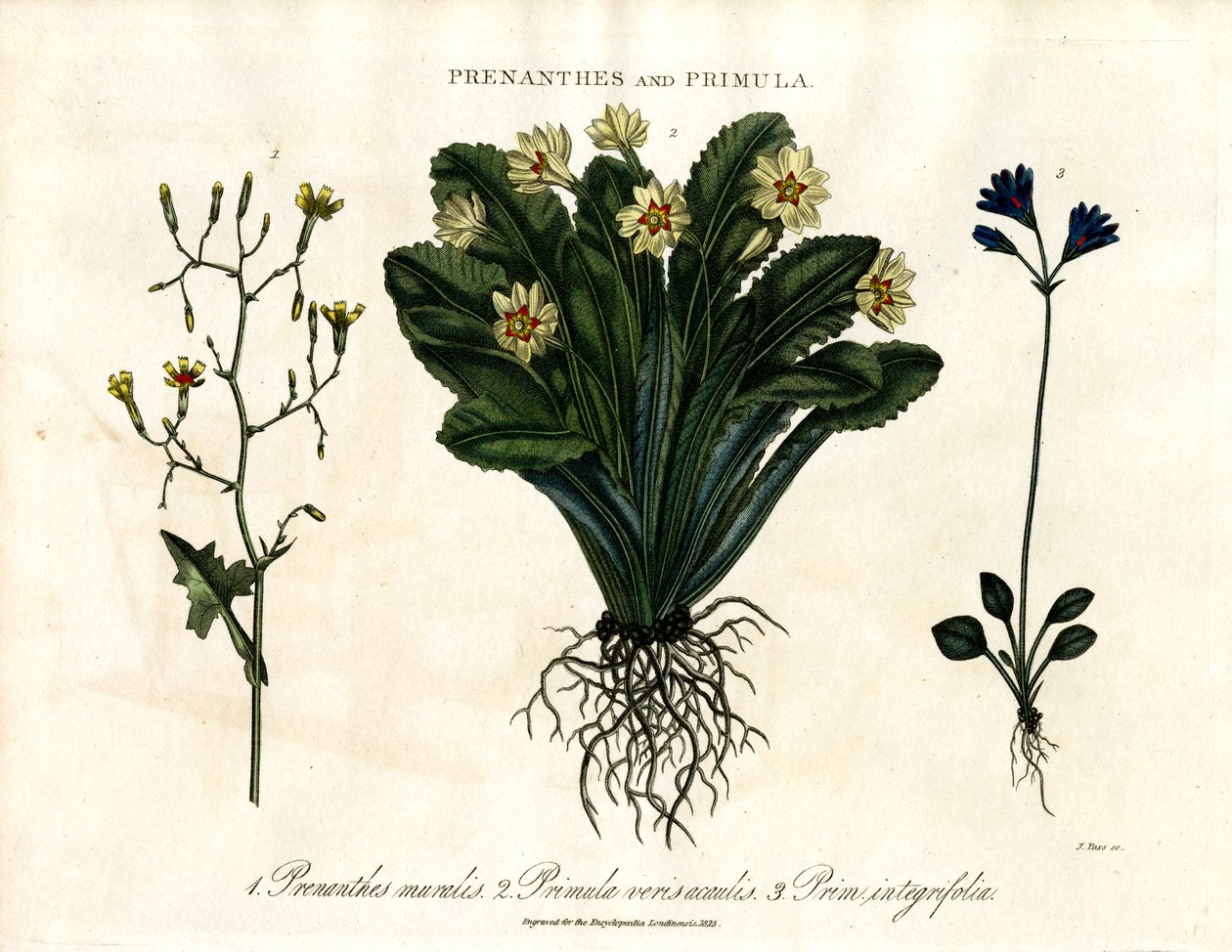 Prenanthes e Primula: Lattuga muraiola; Primula e Primula a foglia intera da John Pass