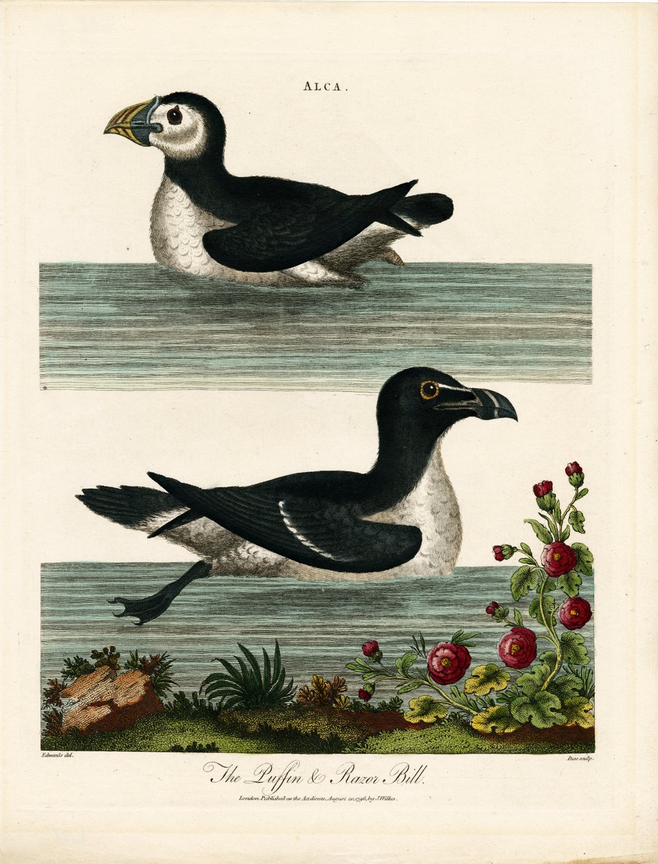 Puffin e Razor Bill (Alca) da John Pass
