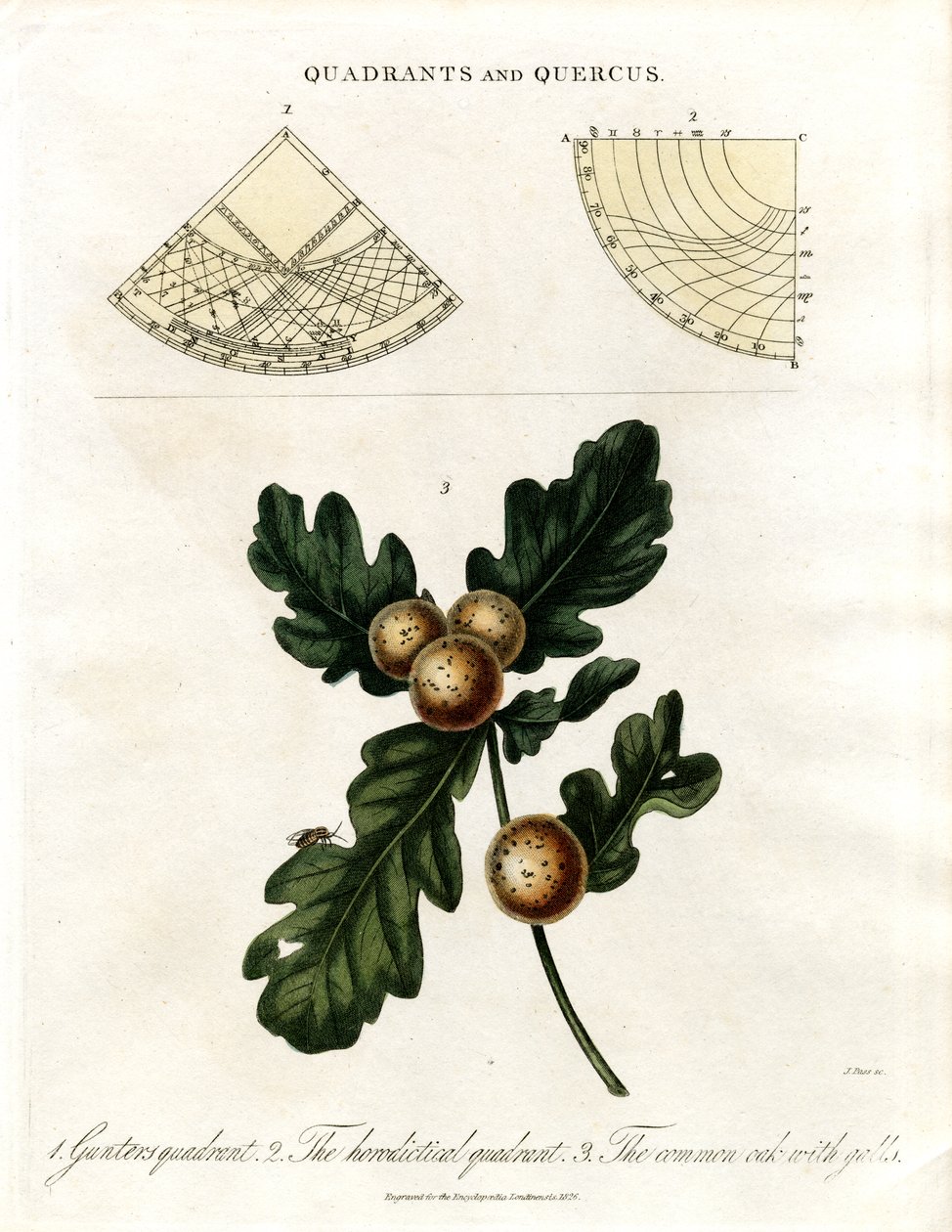 Quadranti e quercia da John Pass