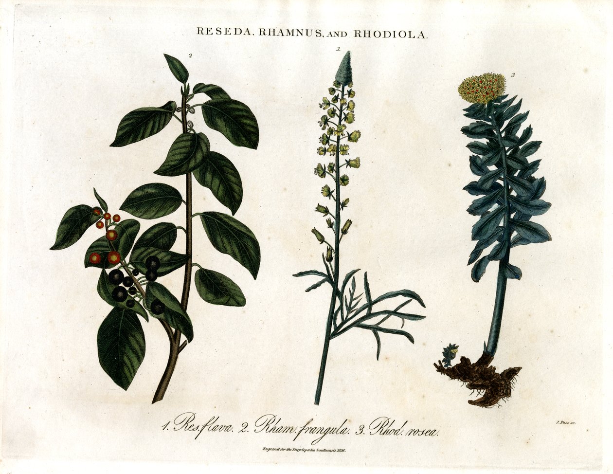 Reseda; Rhamnus e Rhodiola da John Pass