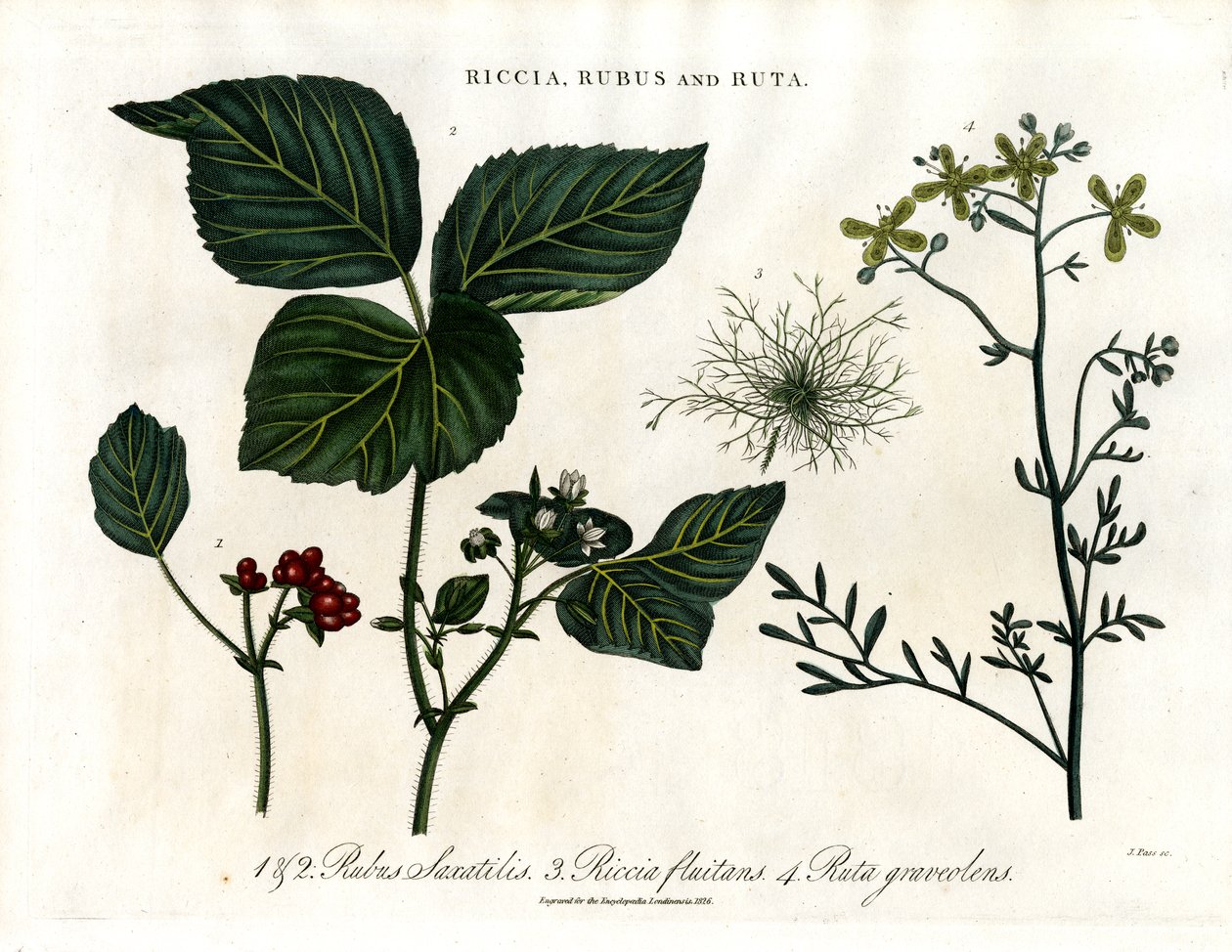 Riccia; Rubus e Ruta da John Pass