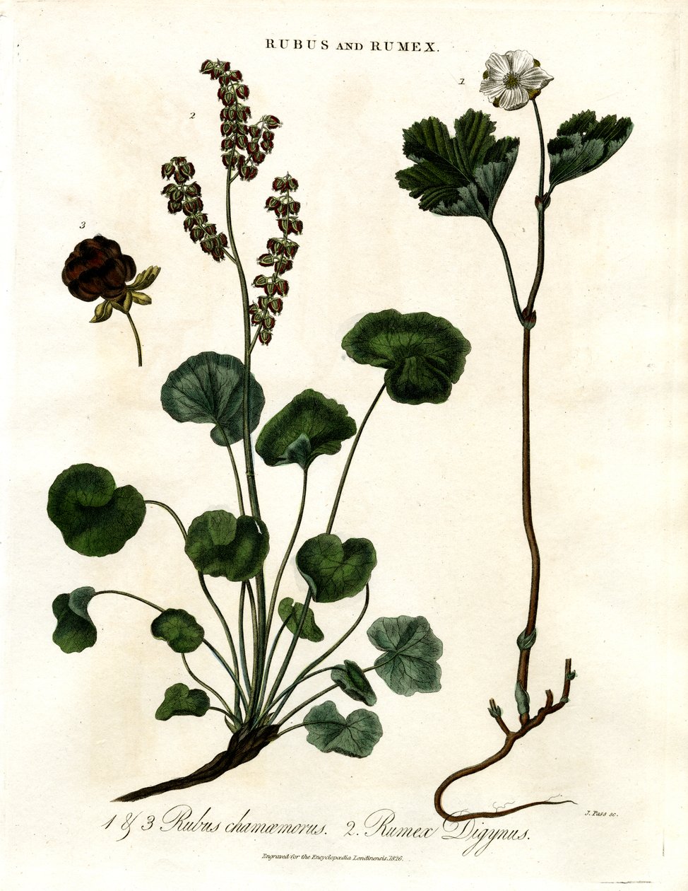 Rubus e Rumex: Mirtillo nero e acetosella di montagna da John Pass