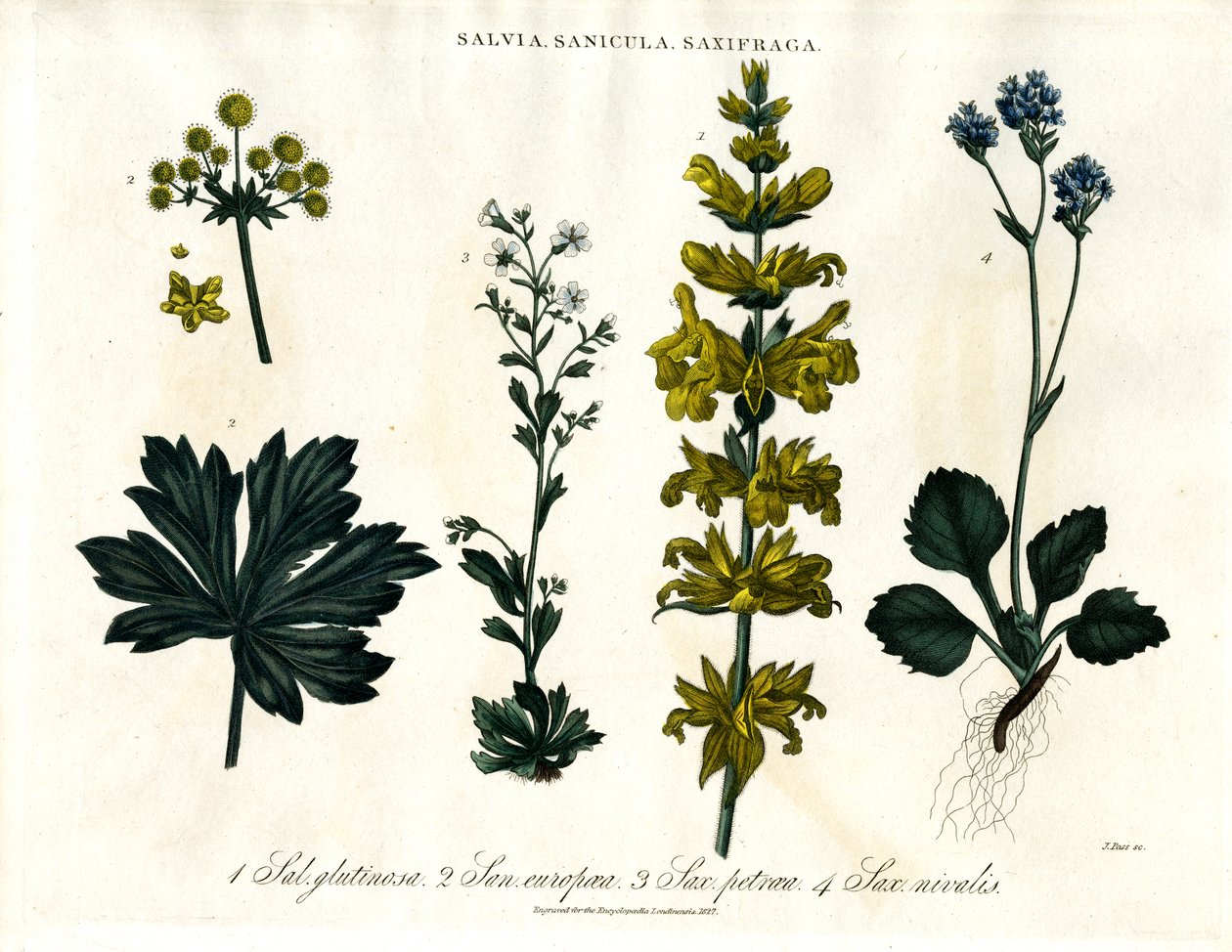 Salvia; specie di sanicolo e sassifraga da John Pass