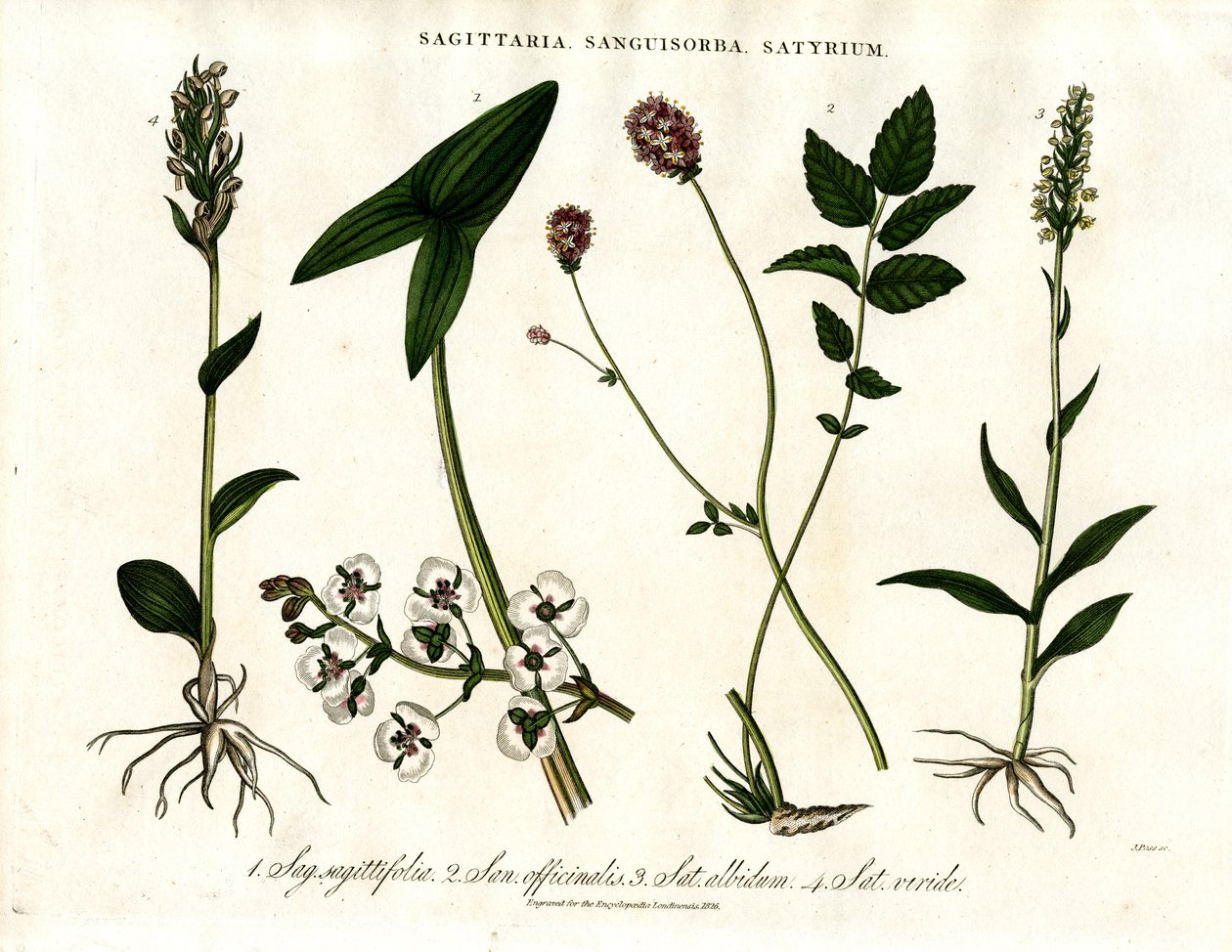 Sagittaria; Sanguisorba e Satyrium: Rappresentazione botanica di varie specie vegetali da John Pass