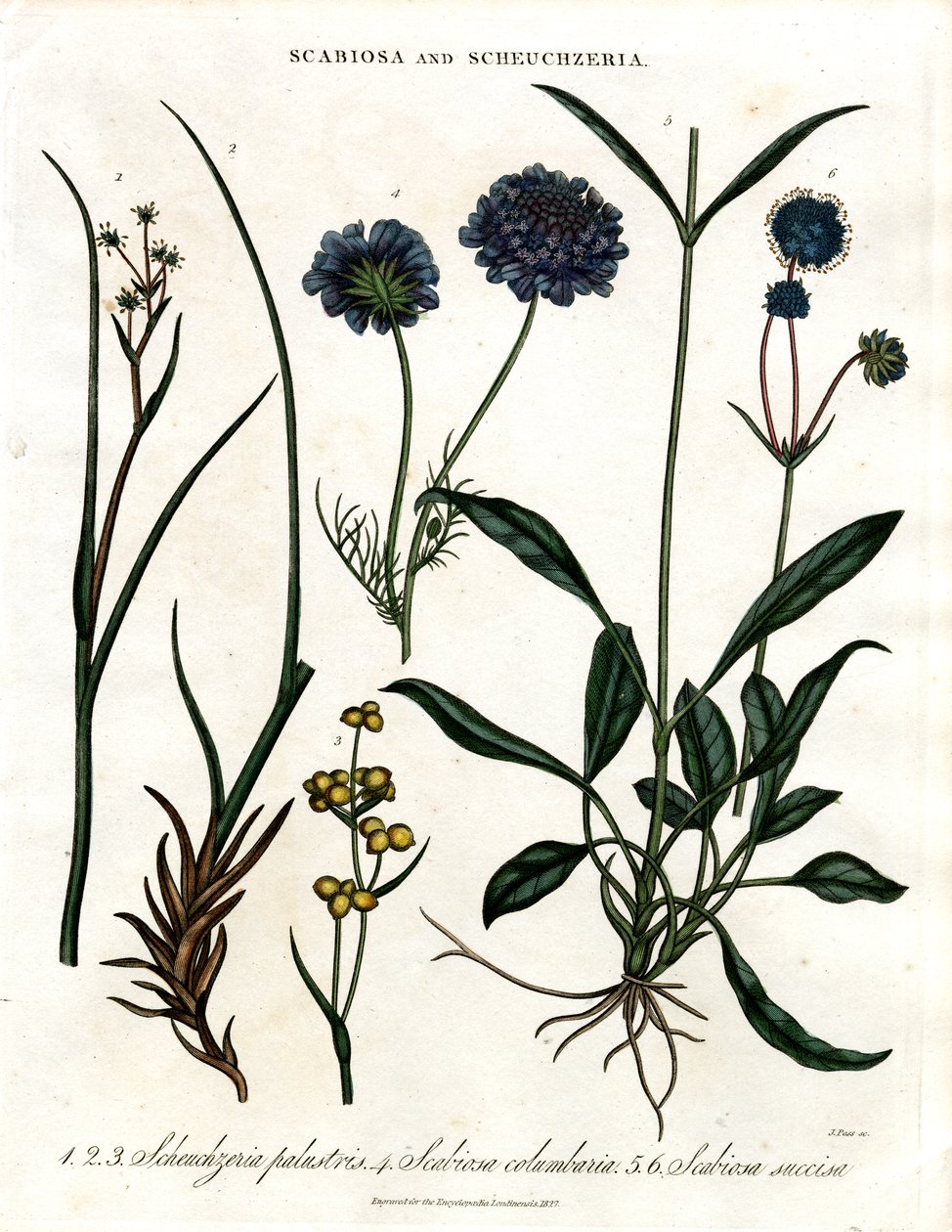 Scabiosa e Scheuchzeria da John Pass
