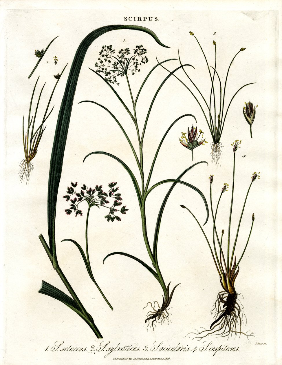 Specie di Scirpus da John Pass