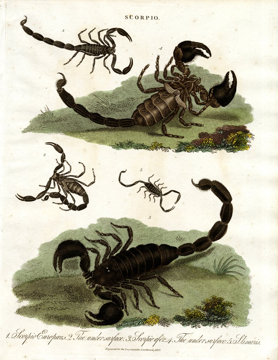 Scorpioni - Varie specie da John Pass