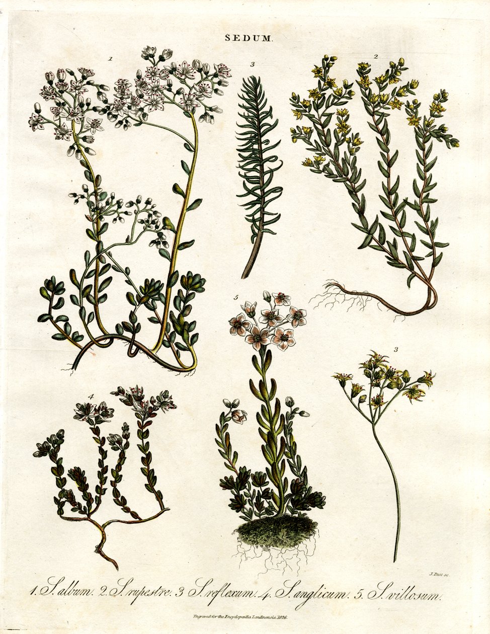 Sedum: Diverse specie di piante da frutto da John Pass
